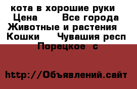 кота в хорошие руки › Цена ­ 0 - Все города Животные и растения » Кошки   . Чувашия респ.,Порецкое. с.